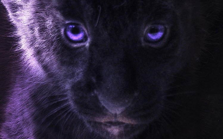 The Lion King (2019) Theme screenshot #1