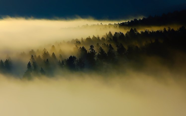 Foggy Forest Theme screenshot #10