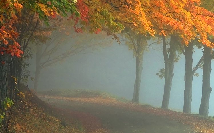 Foggy Forest Theme screenshot #4