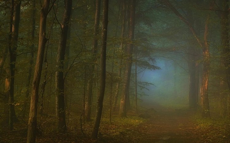 Foggy Forest Theme screenshot #11