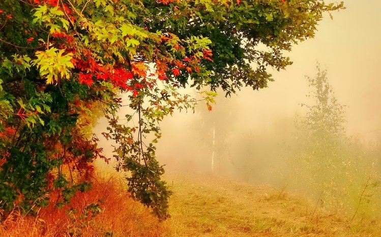 Foggy Forest Theme screenshot #5