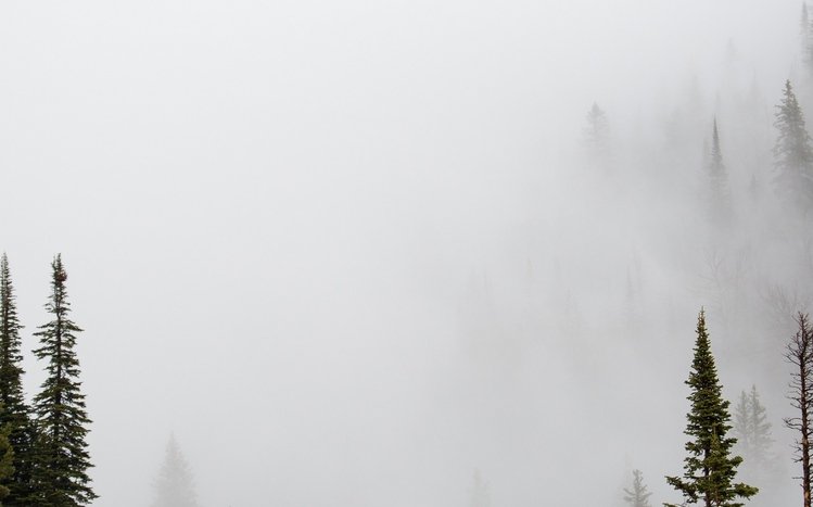 Foggy Forest Theme screenshot #7