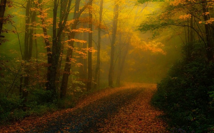 Foggy Forest Theme screenshot #3