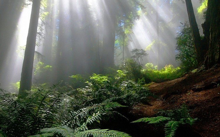 Foggy Forest Theme screenshot #2