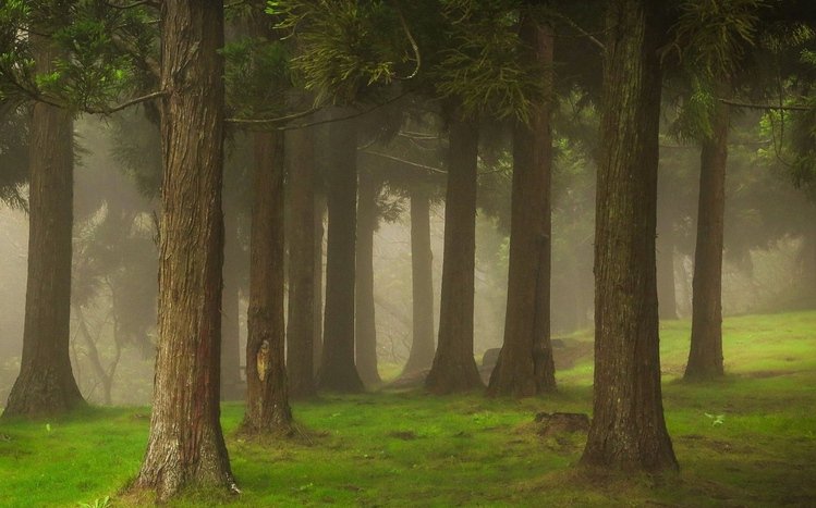 Foggy Forest Theme screenshot #13