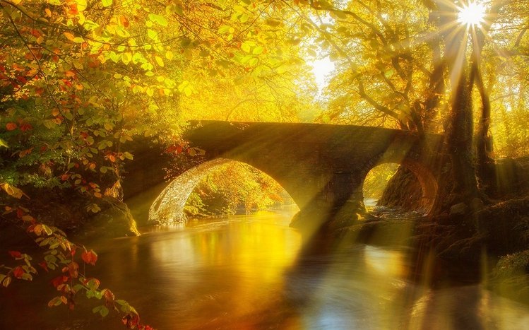 Autumn Forest Theme screenshot #3