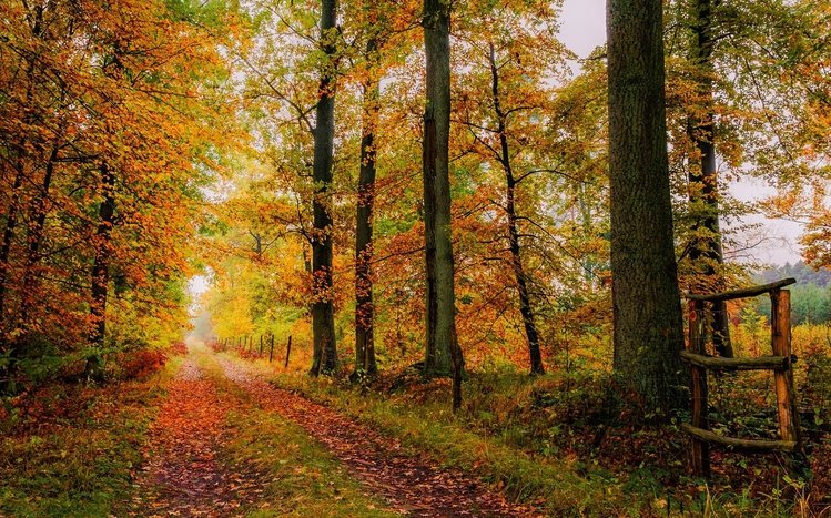 Autumn Forest Theme screenshot #12