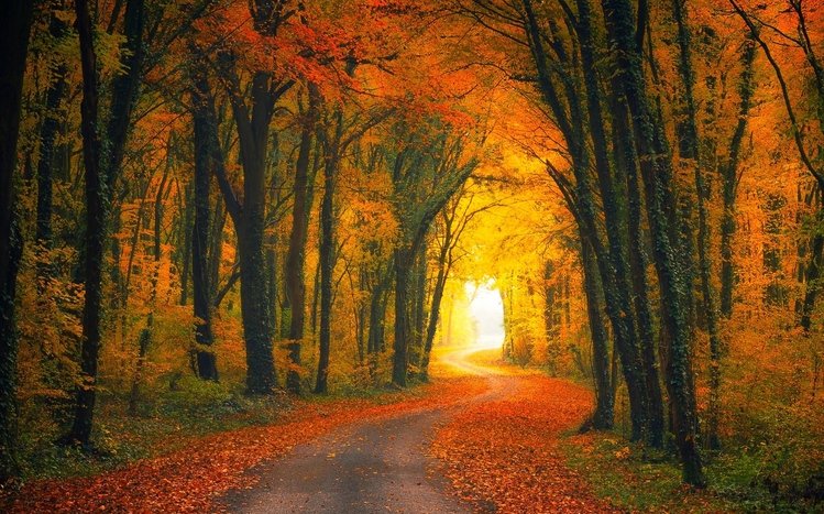 Autumn Forest Theme screenshot #2