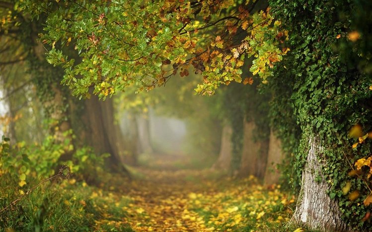 Autumn Forest Theme screenshot #15