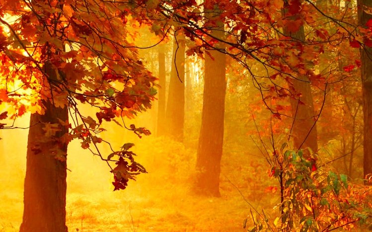 Autumn Forest Theme screenshot #9