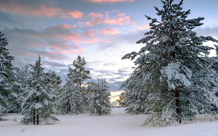 Winter Forest Theme screenshot #9