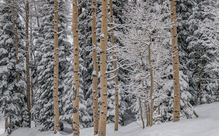 Winter Forest Theme screenshot #8