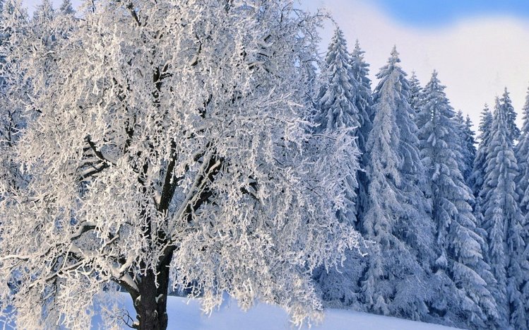 Winter Forest Theme screenshot #14