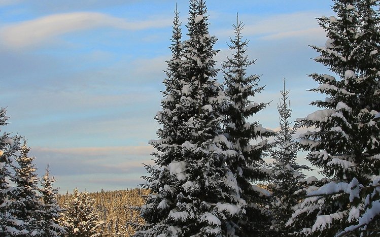 Winter Forest Theme screenshot #2