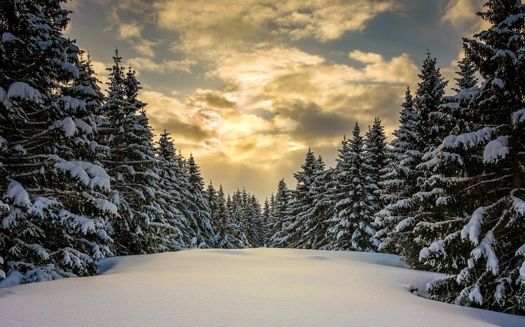 Winter Forest Theme screenshot #4