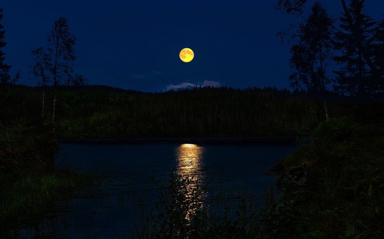 Night Forest Theme screenshot #12