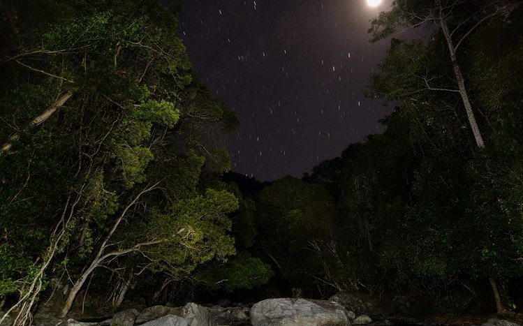 Night Forest Theme screenshot #5