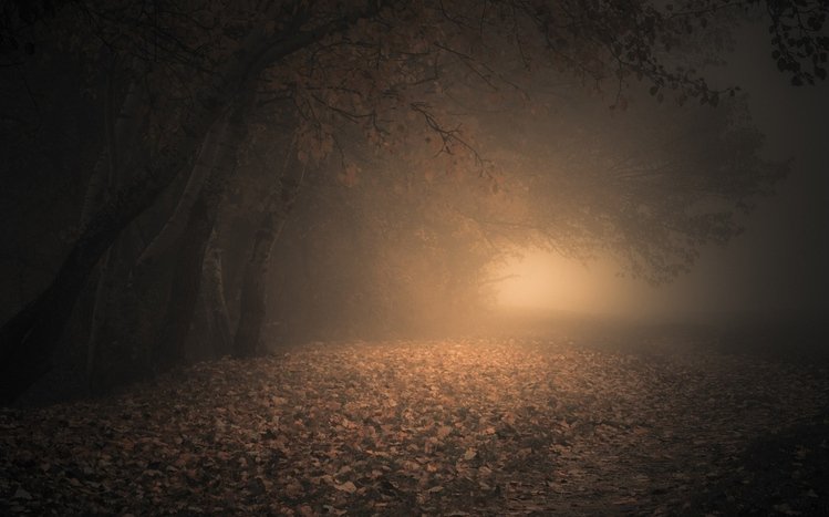 Night Forest Theme screenshot #7