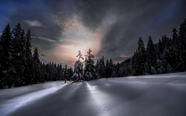 Night Forest Theme screenshot #11