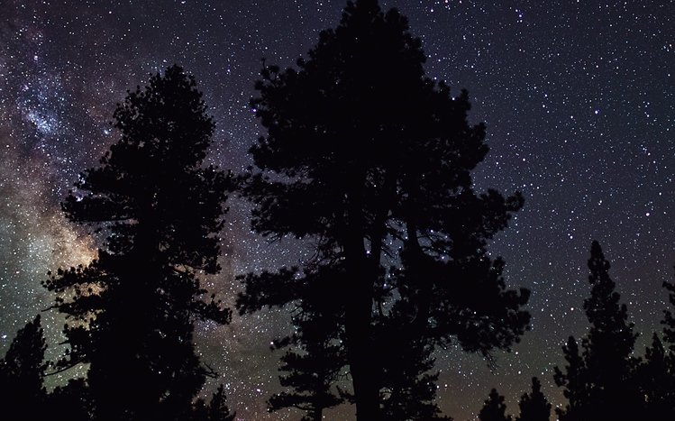 Night Forest Theme screenshot #8