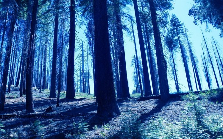 Night Forest Theme screenshot #1