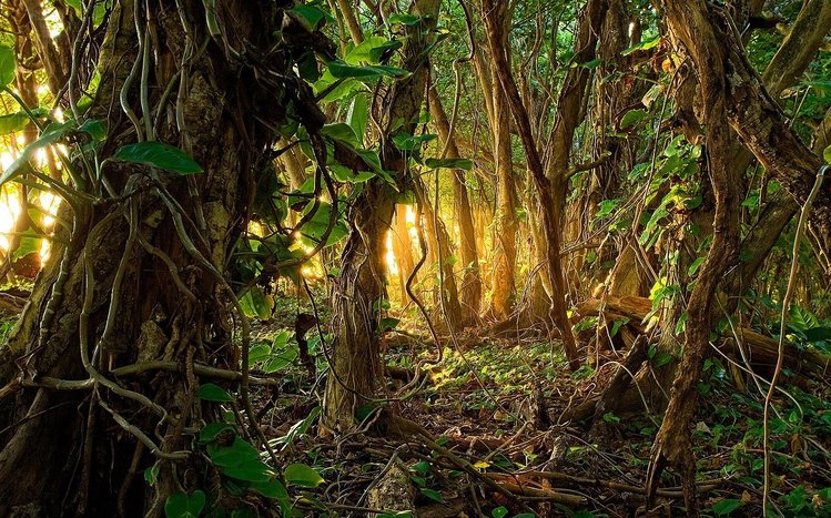 Tropical Rainforest Theme screenshot #4