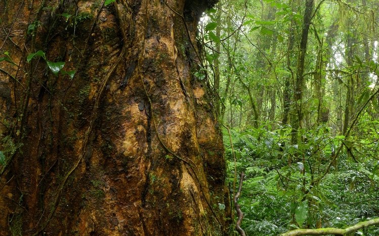 Tropical Rainforest Theme screenshot #8