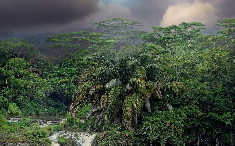 Tropical Rainforest Theme screenshot #7