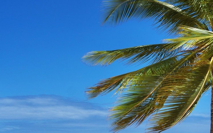 Tropical Beach Theme screenshot #17