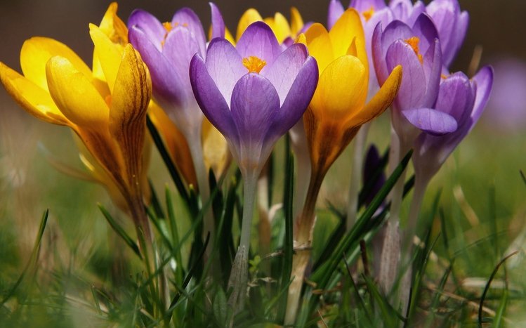 Crocus Theme screenshot #15