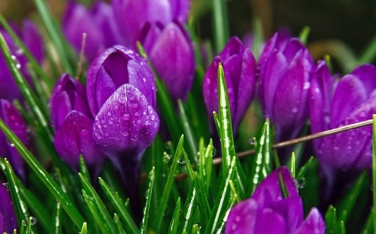 Crocus Theme screenshot #4