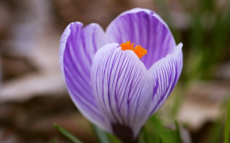 Crocus Theme screenshot #1