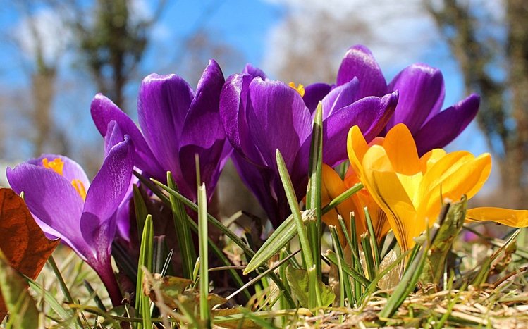 Crocus Theme screenshot #6