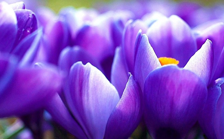 Crocus Theme screenshot #2