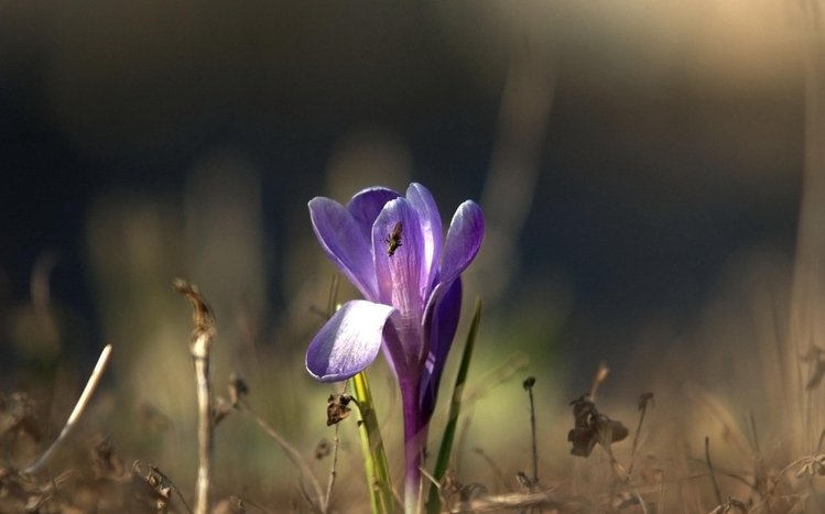 Crocus Theme screenshot #11