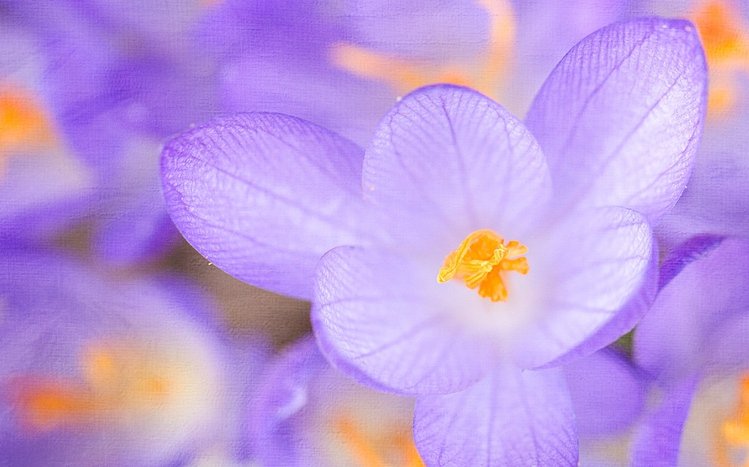 Crocus Theme screenshot #13