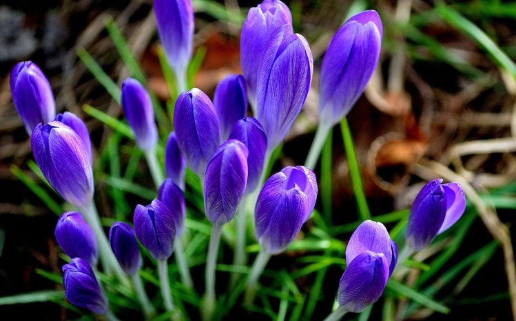 Crocus Theme screenshot #9