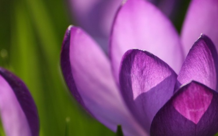 Crocus Theme screenshot #3