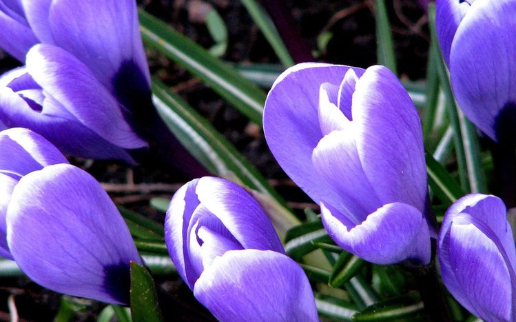 Crocus Theme screenshot #10