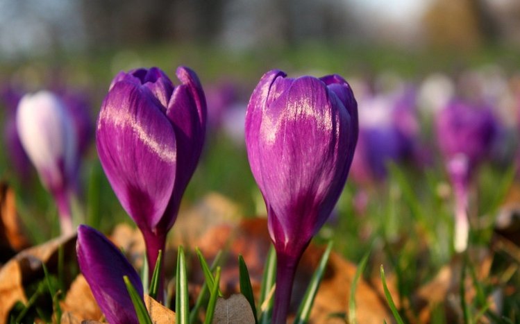 Crocus Theme screenshot #8