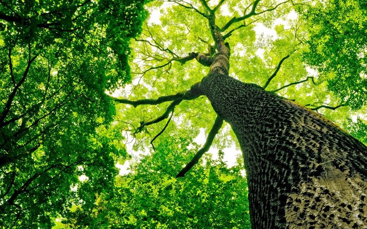 Green Tree Theme screenshot #13