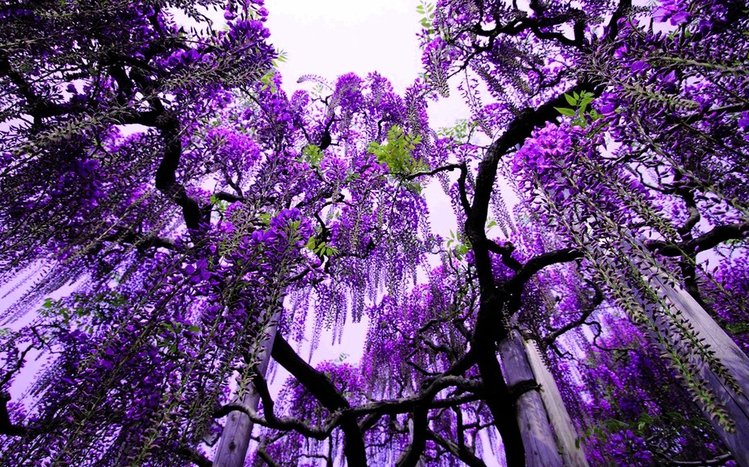 Green Tree Theme screenshot #8