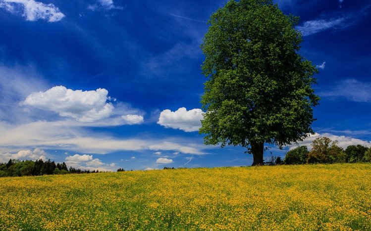 Green Tree Theme screenshot #7