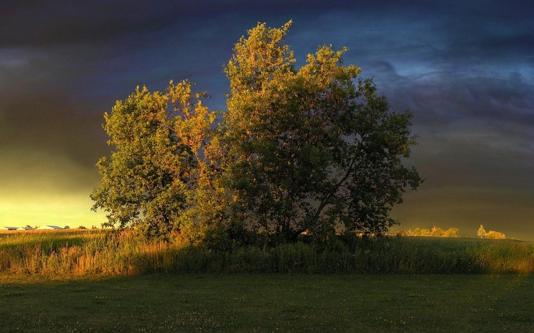 Green Tree Theme screenshot #3