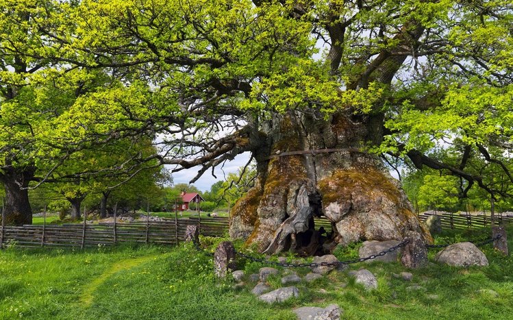 Green Tree Theme screenshot #6