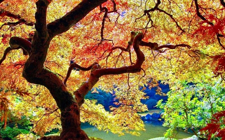 Autumn Tree Theme screenshot #4