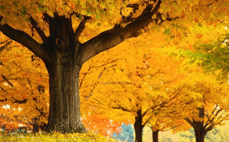 Autumn Tree Theme screenshot #11