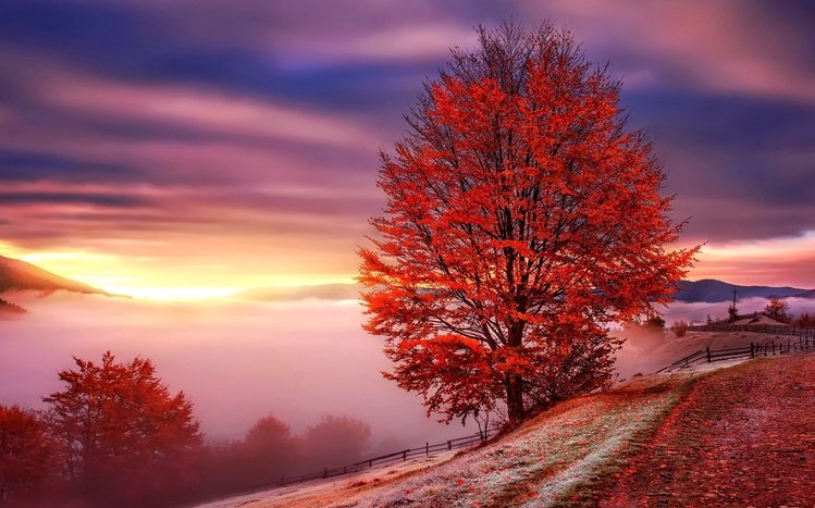 Autumn Tree Theme screenshot #14