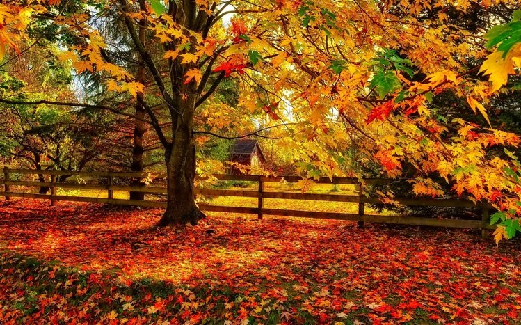 Autumn Tree Theme screenshot #8