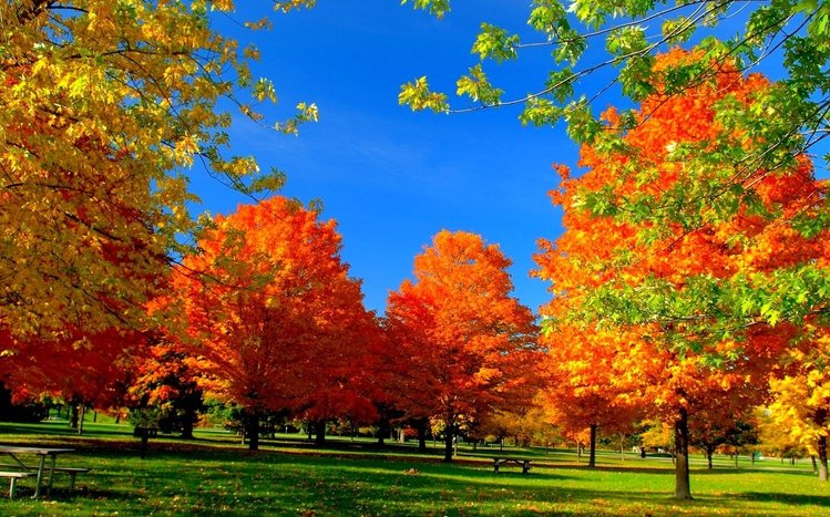 Autumn Tree Theme screenshot #7